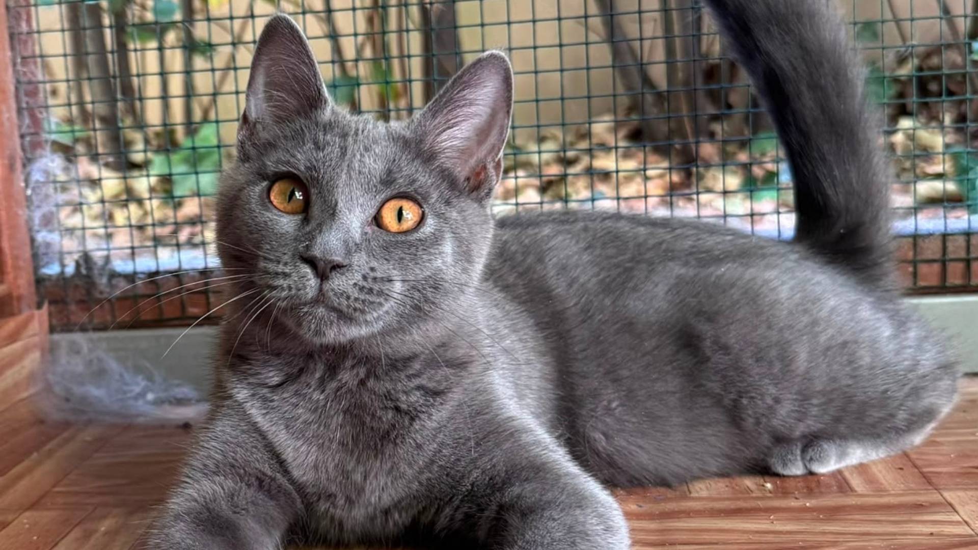 gatti certosini