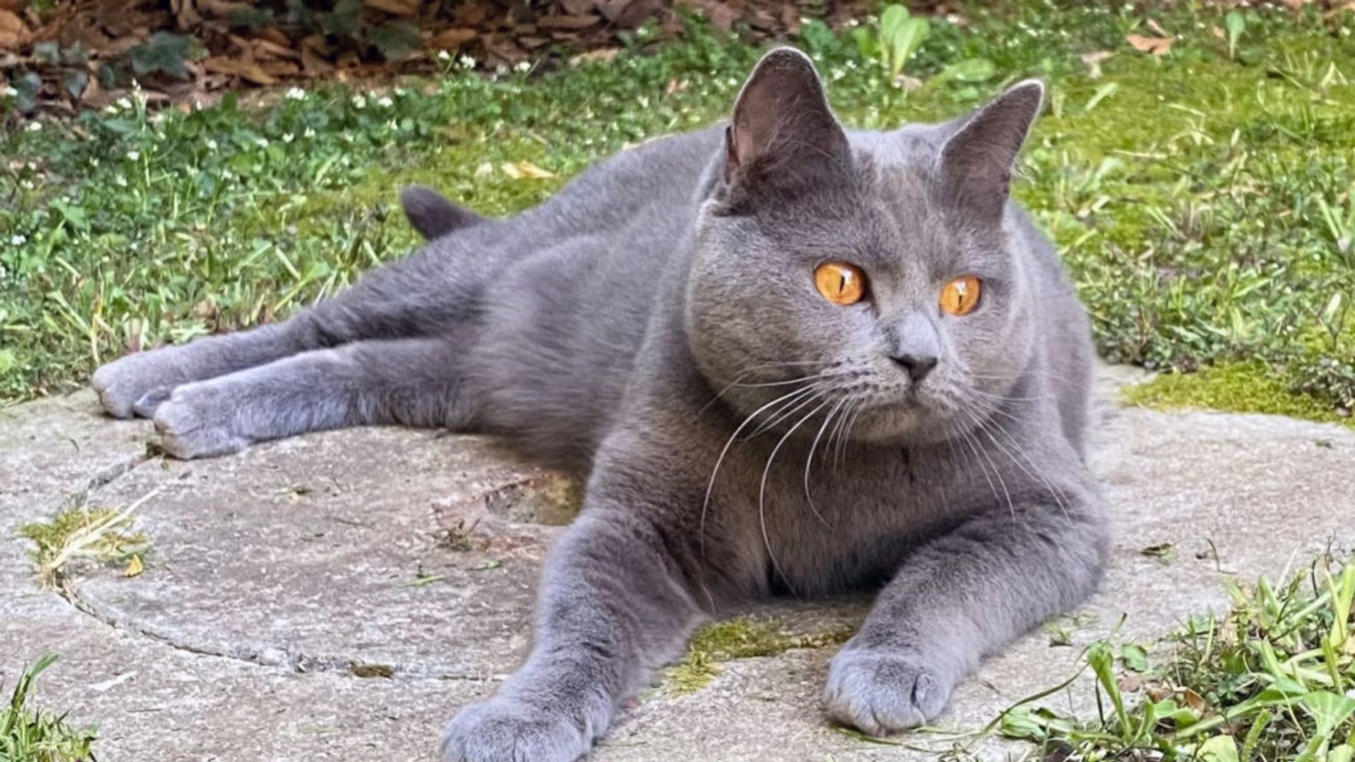 gatto certosino degli uffizi (1)