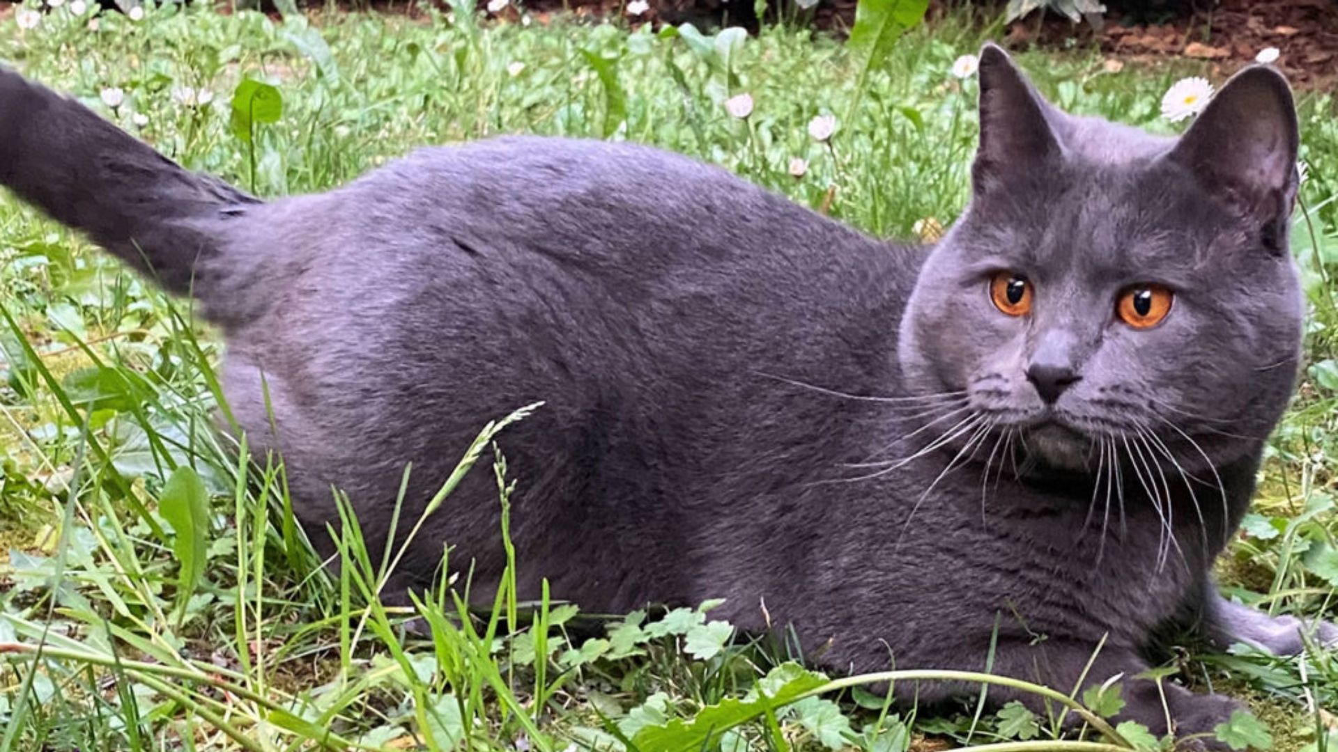 gatto certosino degli uffizi (2)