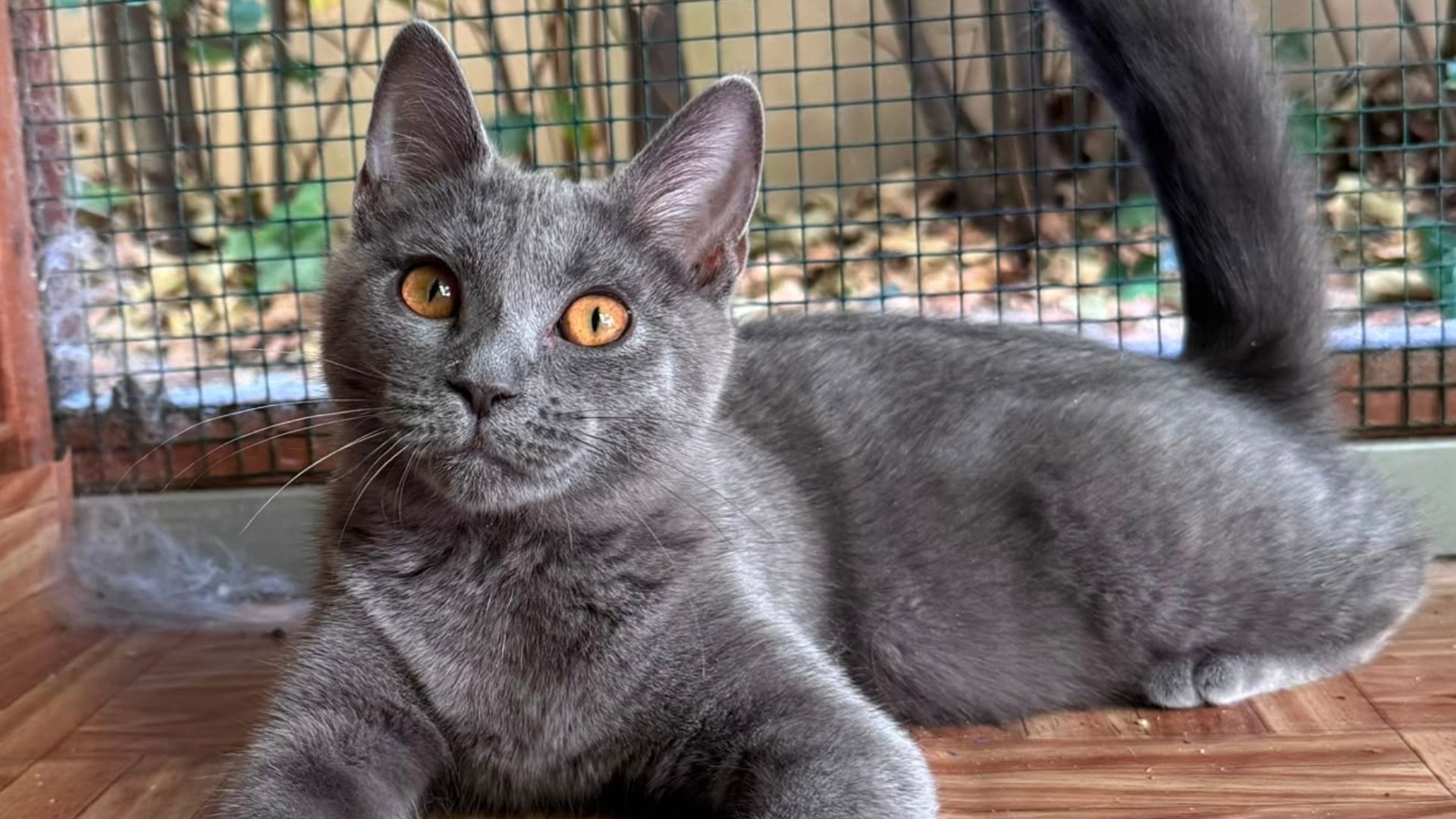 gatto certosino degli uffizi (3)